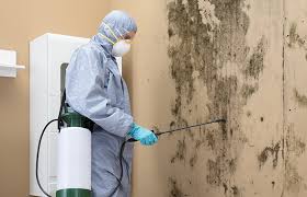 Best Mold Odor Removal Services  in Beach Park, IL